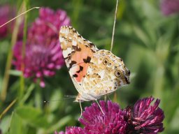 album &raquo; papillons